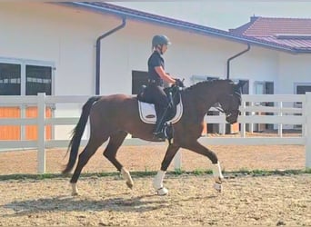 Oldenburgo, Caballo castrado, 3 años, 169 cm, Castaño