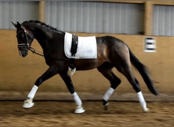 Oldenburgo, Caballo castrado, 3 años, 169 cm, Castaño oscuro
