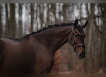 Oldenburgo, Caballo castrado, 3 años, 169 cm, Castaño oscuro