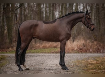 Oldenburgo, Caballo castrado, 3 años, 169 cm, Castaño oscuro