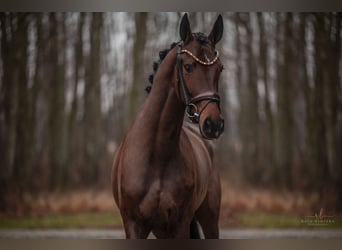 Oldenburgo, Caballo castrado, 3 años, 169 cm, Castaño oscuro