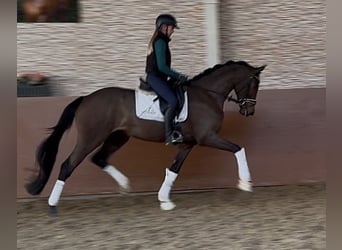 Oldenburgo, Caballo castrado, 3 años, 169 cm, Castaño oscuro