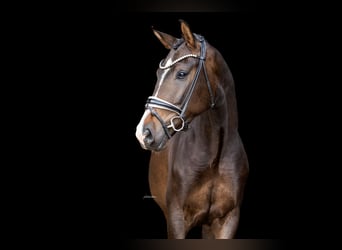 Oldenburgo, Caballo castrado, 3 años, 169 cm, Castaño oscuro