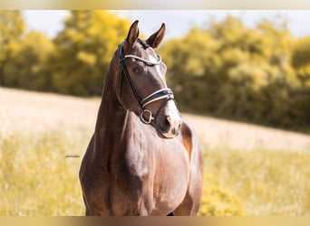 Oldenburgo, Caballo castrado, 3 años, 169 cm, Castaño oscuro