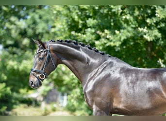 Oldenburgo, Caballo castrado, 3 años, 169 cm, Morcillo