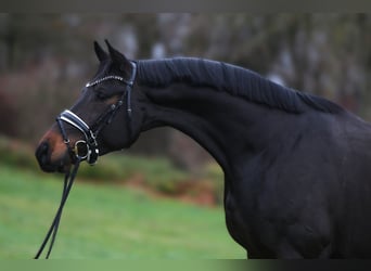 Oldenburgo, Caballo castrado, 3 años, 169 cm, Morcillo