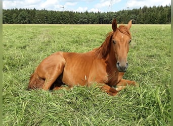 Oldenburgo, Caballo castrado, 3 años, 170 cm, Alazán