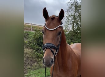 Oldenburgo, Caballo castrado, 3 años, 170 cm, Alazán
