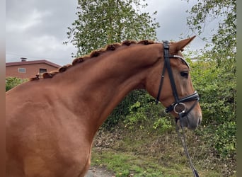 Oldenburgo, Caballo castrado, 3 años, 170 cm, Alazán