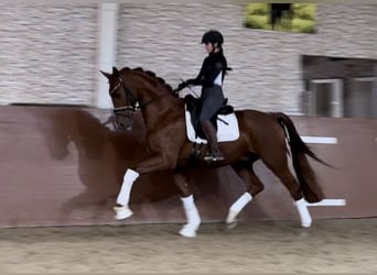 Oldenburgo, Caballo castrado, 3 años, 170 cm, Alazán