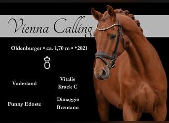 Oldenburgo, Caballo castrado, 3 años, 170 cm, Alazán