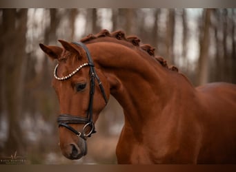 Oldenburgo, Caballo castrado, 3 años, 170 cm, Alazán