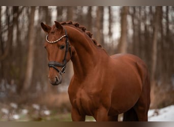 Oldenburgo, Caballo castrado, 3 años, 170 cm, Alazán