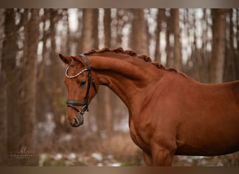 Oldenburgo, Caballo castrado, 3 años, 170 cm, Alazán