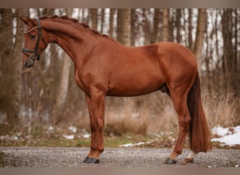 Oldenburgo, Caballo castrado, 3 años, 170 cm, Alazán