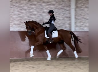 Oldenburgo, Caballo castrado, 3 años, 170 cm, Alazán