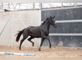 Oldenburgo, Caballo castrado, 3 años, 170 cm, Alazán-tostado