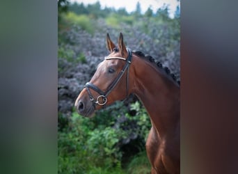 Oldenburgo, Caballo castrado, 3 años, 170 cm, Castaño