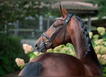 Oldenburgo, Caballo castrado, 3 años, 170 cm, Castaño