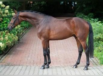 Oldenburgo, Caballo castrado, 3 años, 170 cm, Castaño