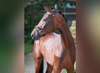 Oldenburgo, Caballo castrado, 3 años, 170 cm, Castaño