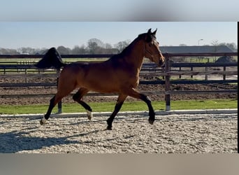 Oldenburgo, Caballo castrado, 3 años, 170 cm, Castaño