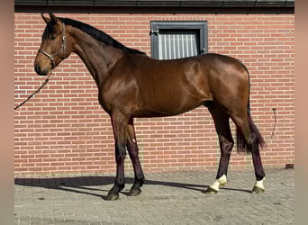 Oldenburgo, Caballo castrado, 3 años, 170 cm, Castaño