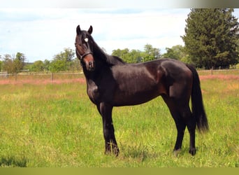 Oldenburgo, Caballo castrado, 3 años, 170 cm, Castaño oscuro
