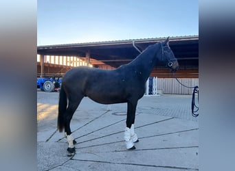 Oldenburgo, Caballo castrado, 3 años, 170 cm, Castaño oscuro