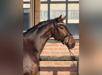 Oldenburgo, Caballo castrado, 3 años, 170 cm, Castaño oscuro