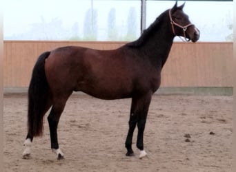 Oldenburgo, Caballo castrado, 3 años, 170 cm, Castaño oscuro