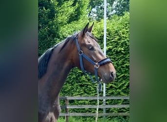 Oldenburgo, Caballo castrado, 3 años, 170 cm, Morcillo