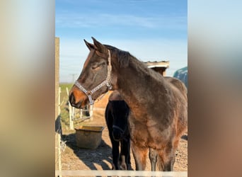 Oldenburgo Mestizo, Caballo castrado, 3 años, 170 cm, Morcillo