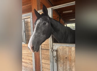Oldenburgo, Caballo castrado, 3 años, 170 cm, Musgo