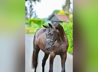 Oldenburgo, Caballo castrado, 3 años, 170 cm, Negro