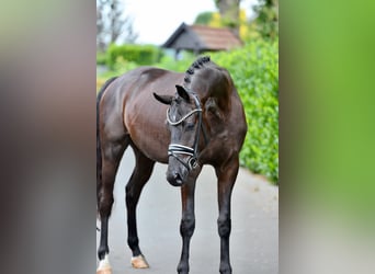 Oldenburgo, Caballo castrado, 3 años, 170 cm, Negro