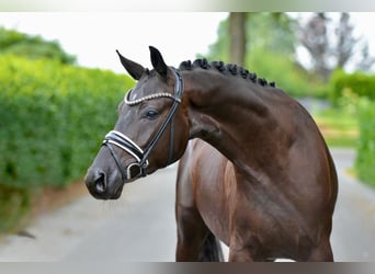 Oldenburgo, Caballo castrado, 3 años, 170 cm, Negro