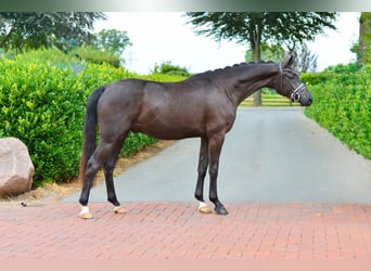 Oldenburgo, Caballo castrado, 3 años, 170 cm, Negro