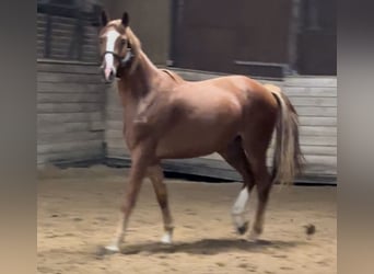 Oldenburgo, Caballo castrado, 3 años, 171 cm, Alazán