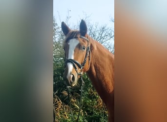 Oldenburgo, Caballo castrado, 3 años, 171 cm, Alazán