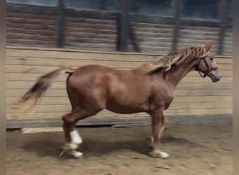 Oldenburgo, Caballo castrado, 3 años, 171 cm, Alazán