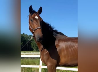 Oldenburgo, Caballo castrado, 3 años, 171 cm, Castaño