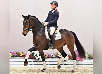 Oldenburgo, Caballo castrado, 3 años, 171 cm, Castaño oscuro