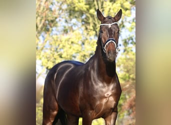 Oldenburgo, Caballo castrado, 3 años, 171 cm, Morcillo