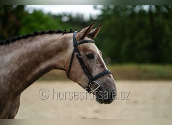 Oldenburgo, Caballo castrado, 3 años, 171 cm, Tordo