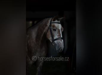 Oldenburgo, Caballo castrado, 3 años, 171 cm, Tordo