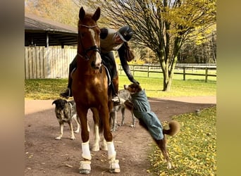 Oldenburgo, Caballo castrado, 3 años, 172 cm, Alazán