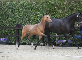 Oldenburgo, Caballo castrado, 3 años, 172 cm, Buckskin/Bayo