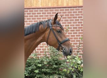 Oldenburgo, Caballo castrado, 3 años, 172 cm, Castaño