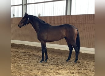 Oldenburgo, Caballo castrado, 3 años, 172 cm, Castaño